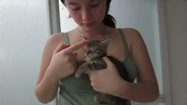 Charming Kitten Playtime Video Prompt